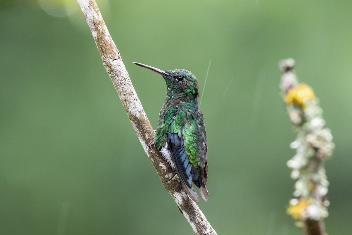 Steely-vented Hummingbird - ML609509799