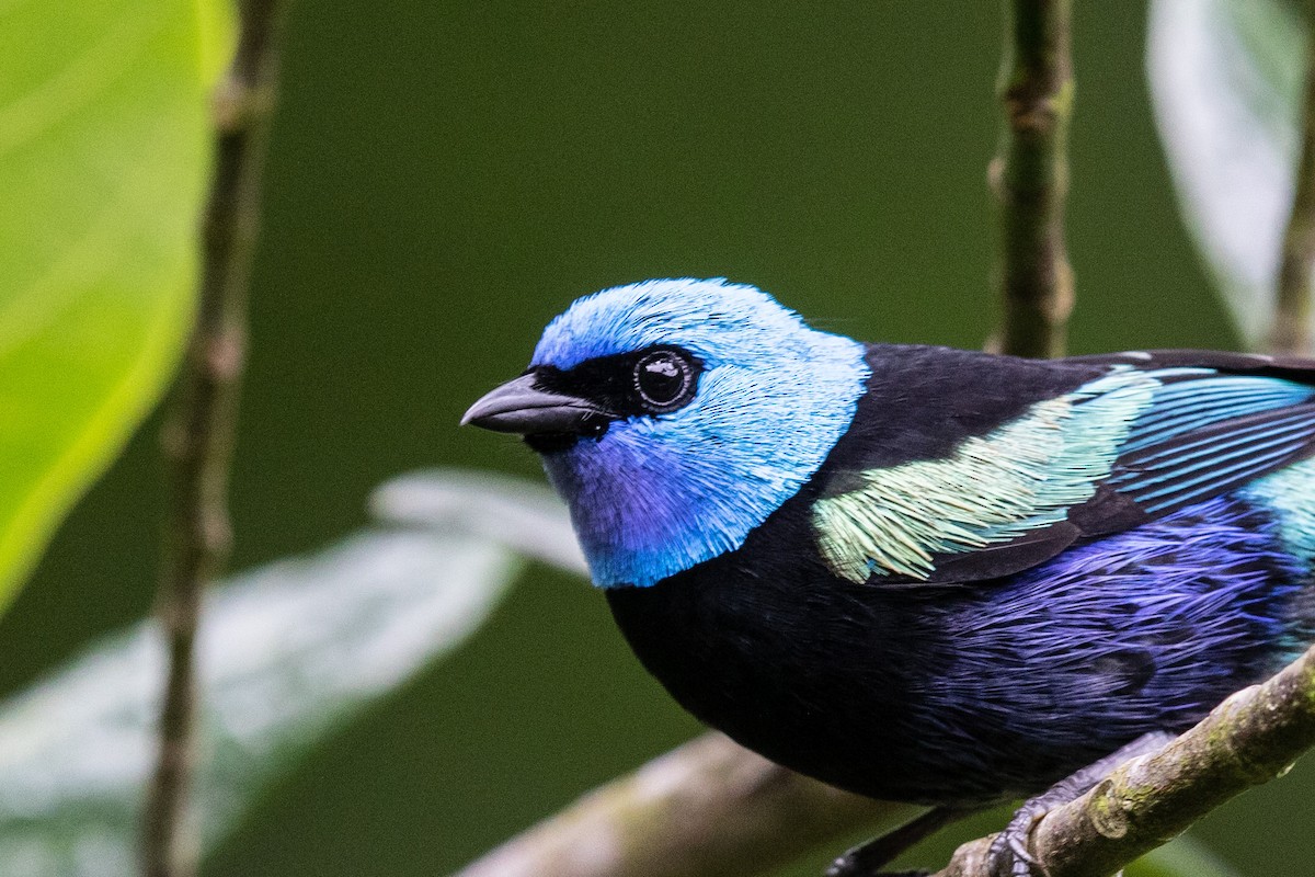 Blue-necked Tanager - Bob Friedrichs