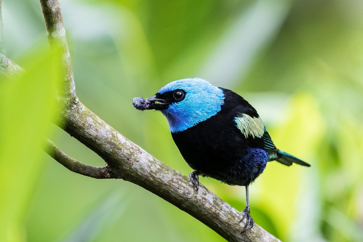 Blue-necked Tanager - Bob Friedrichs