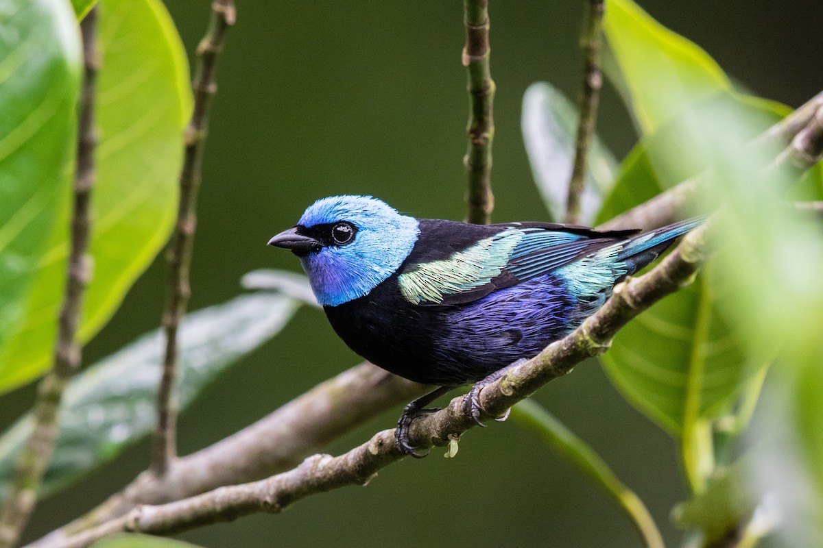 Blue-necked Tanager - Bob Friedrichs