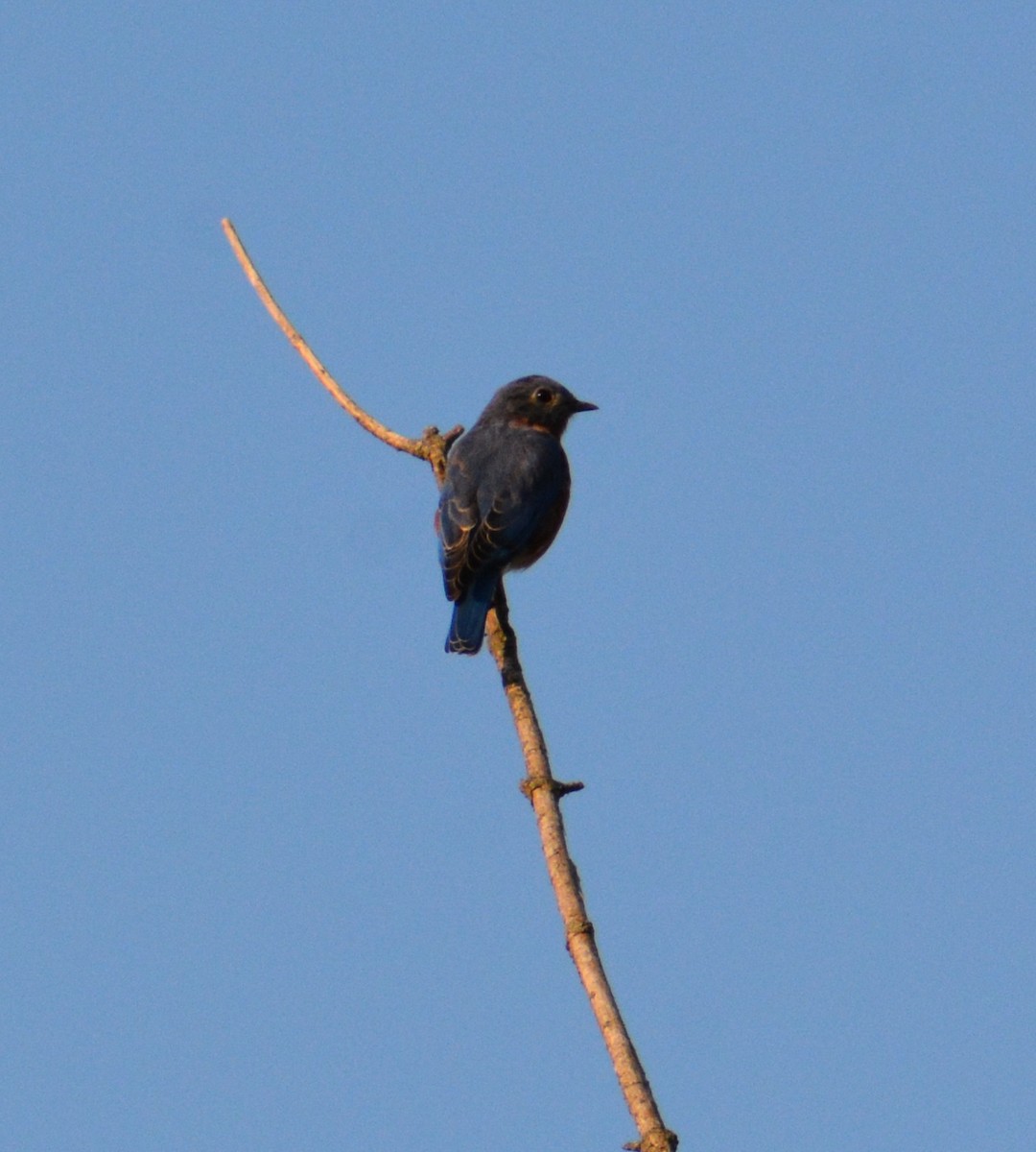 Eastern Bluebird - ML609509915