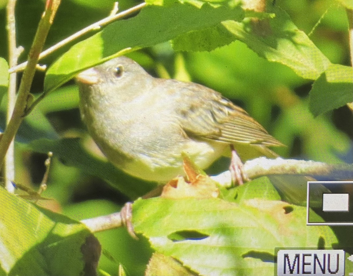 Dark-eyed Junco - ML609509960