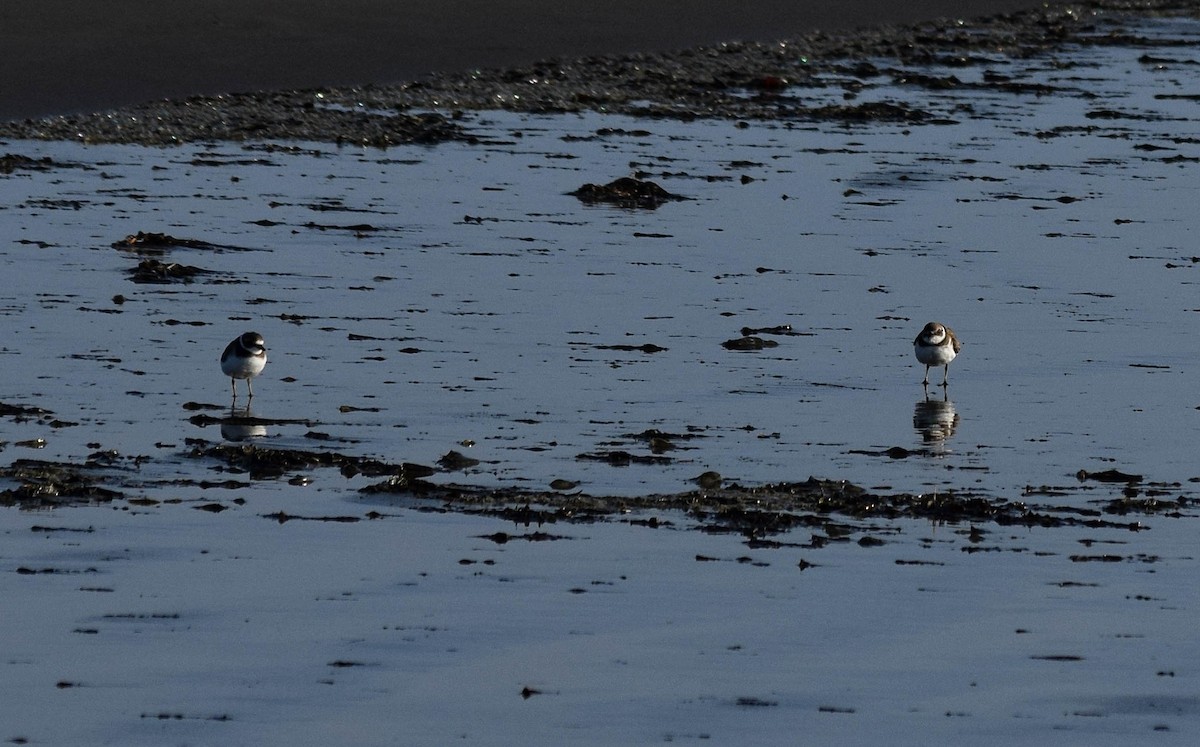 Semipalmated Plover - ML609509984