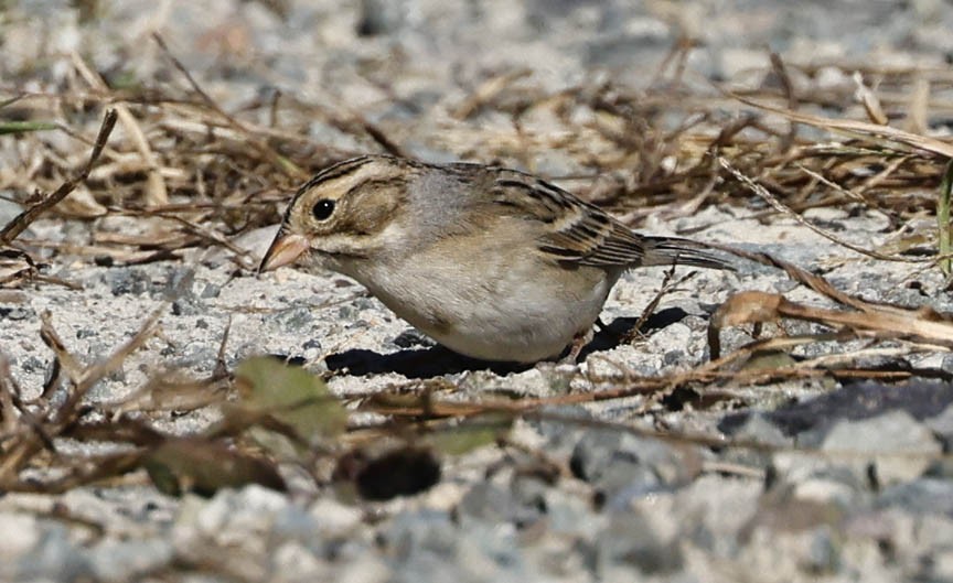 Clay-colored Sparrow - ML609510053