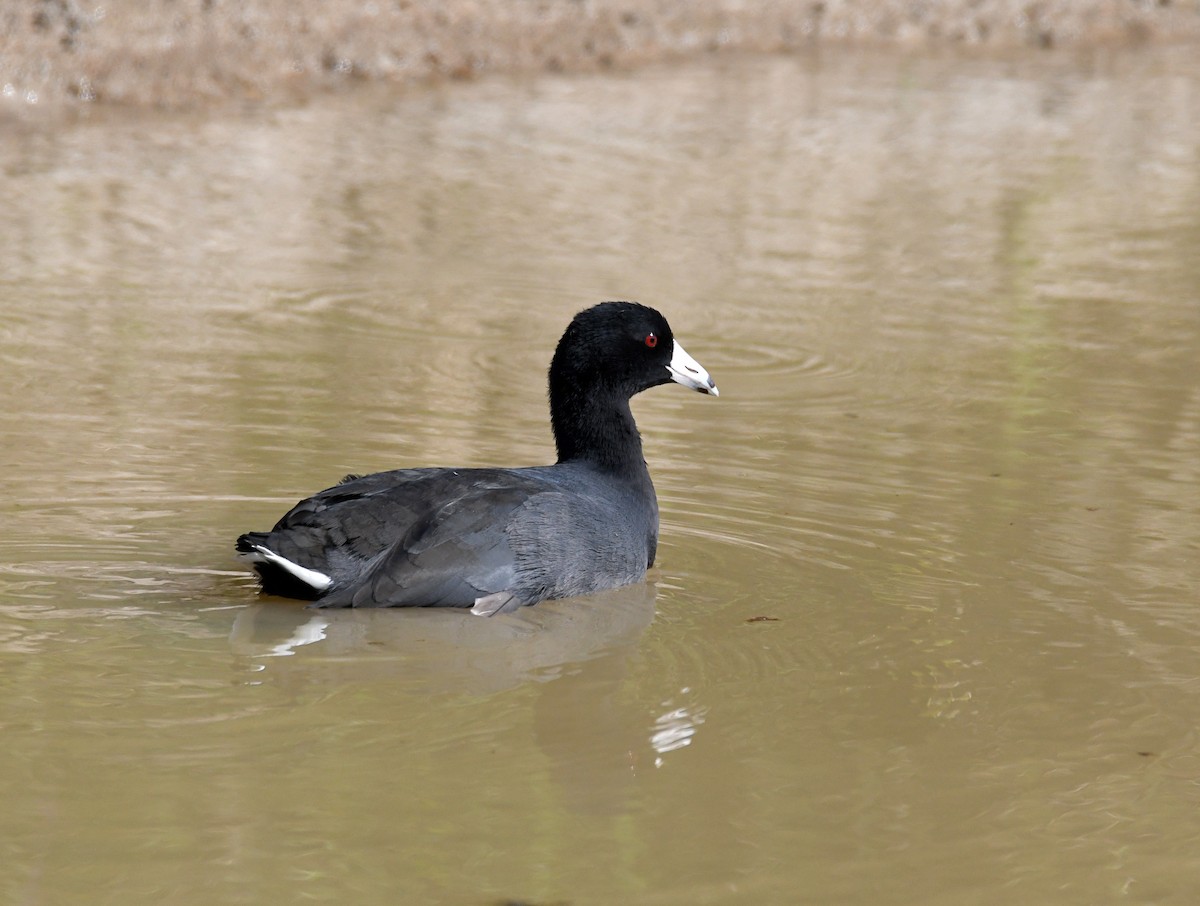 American Coot (Red-shielded) - ML609510112