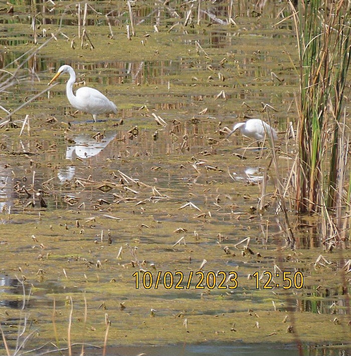 Snowy Egret - ML609510144