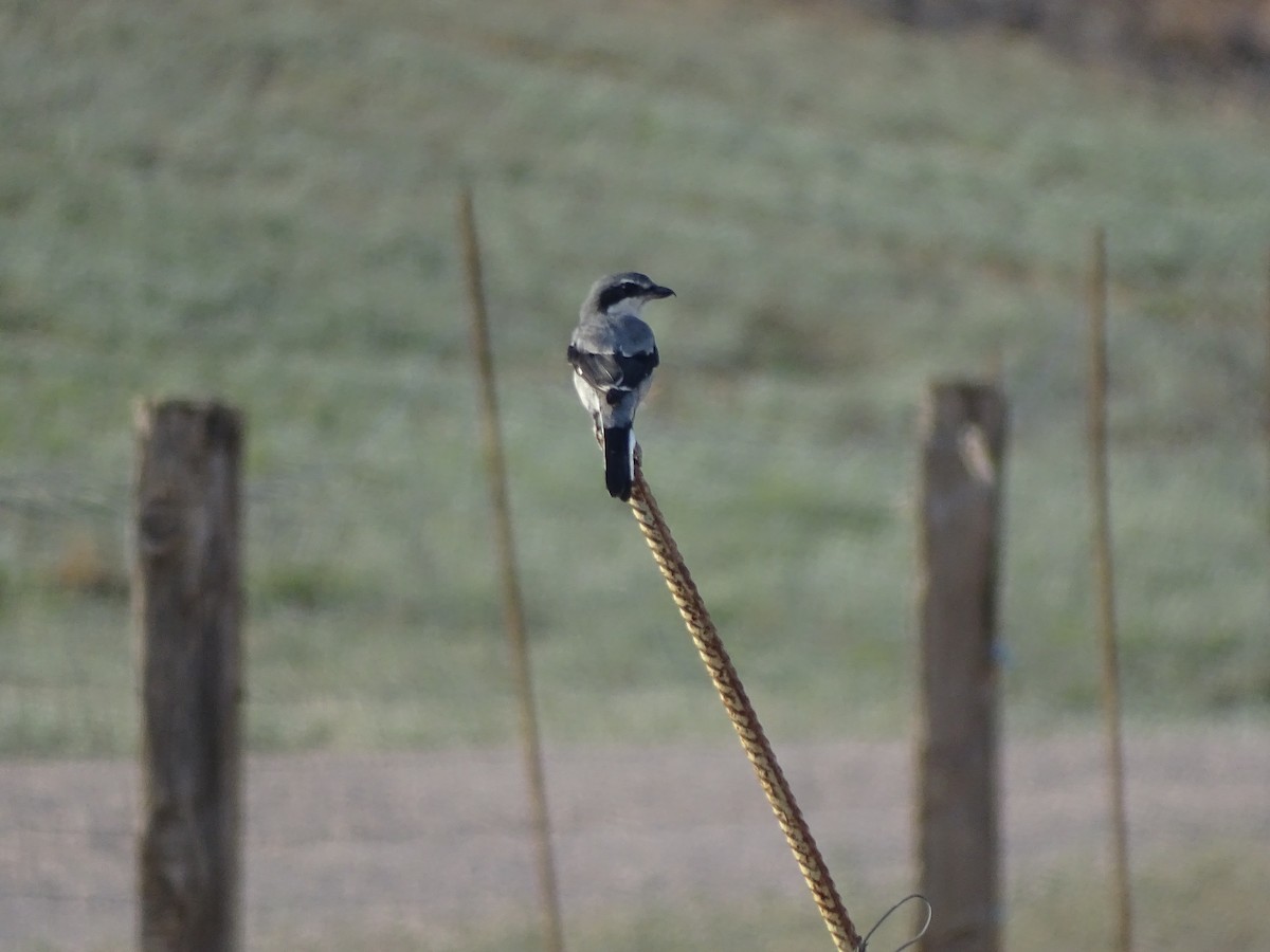 Iberian Gray Shrike - ML609510165