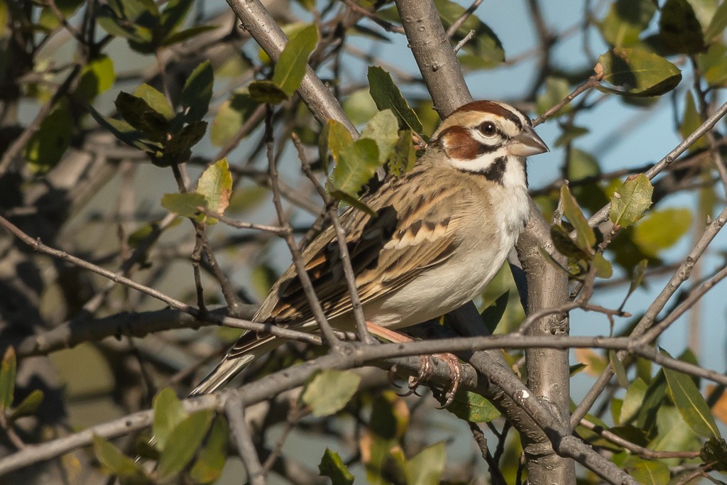 Lark Sparrow - James Hoagland