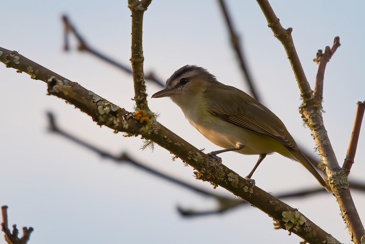 Brown-capped Vireo - ML609510180