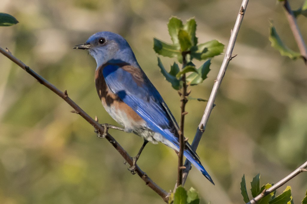 Western Bluebird - James Hoagland