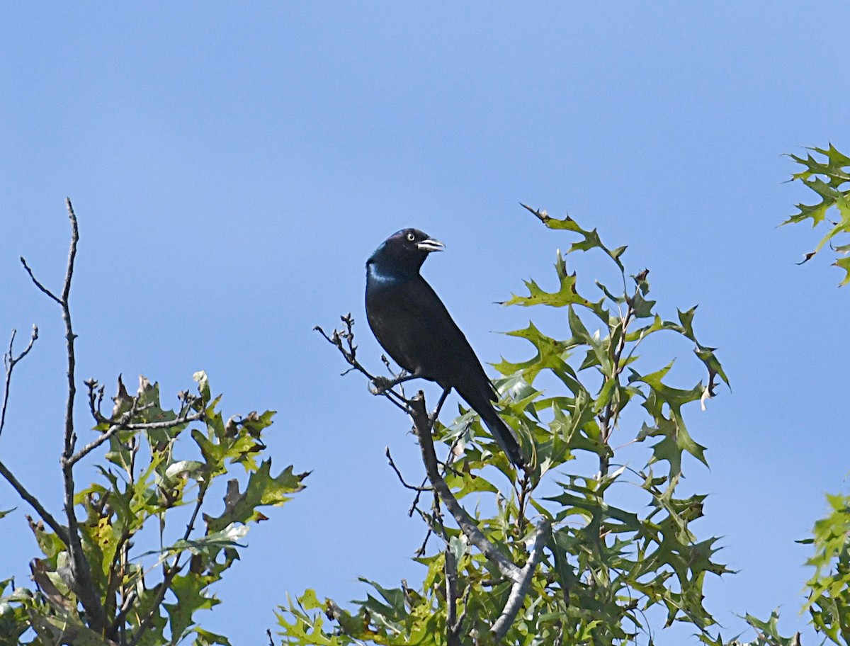 Common Grackle (Bronzed) - ML609510195