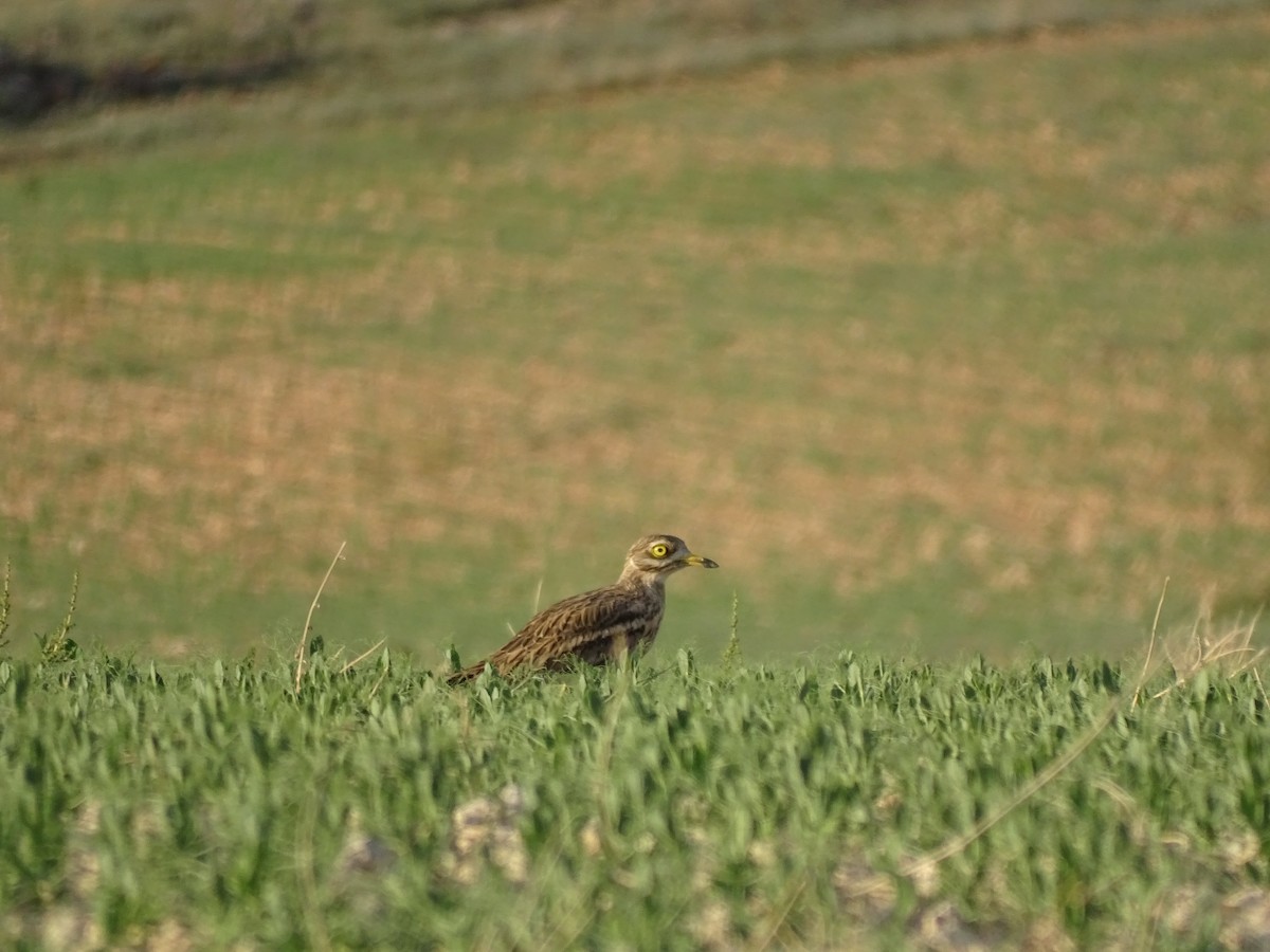 Эгэл шарандан - ML609510219