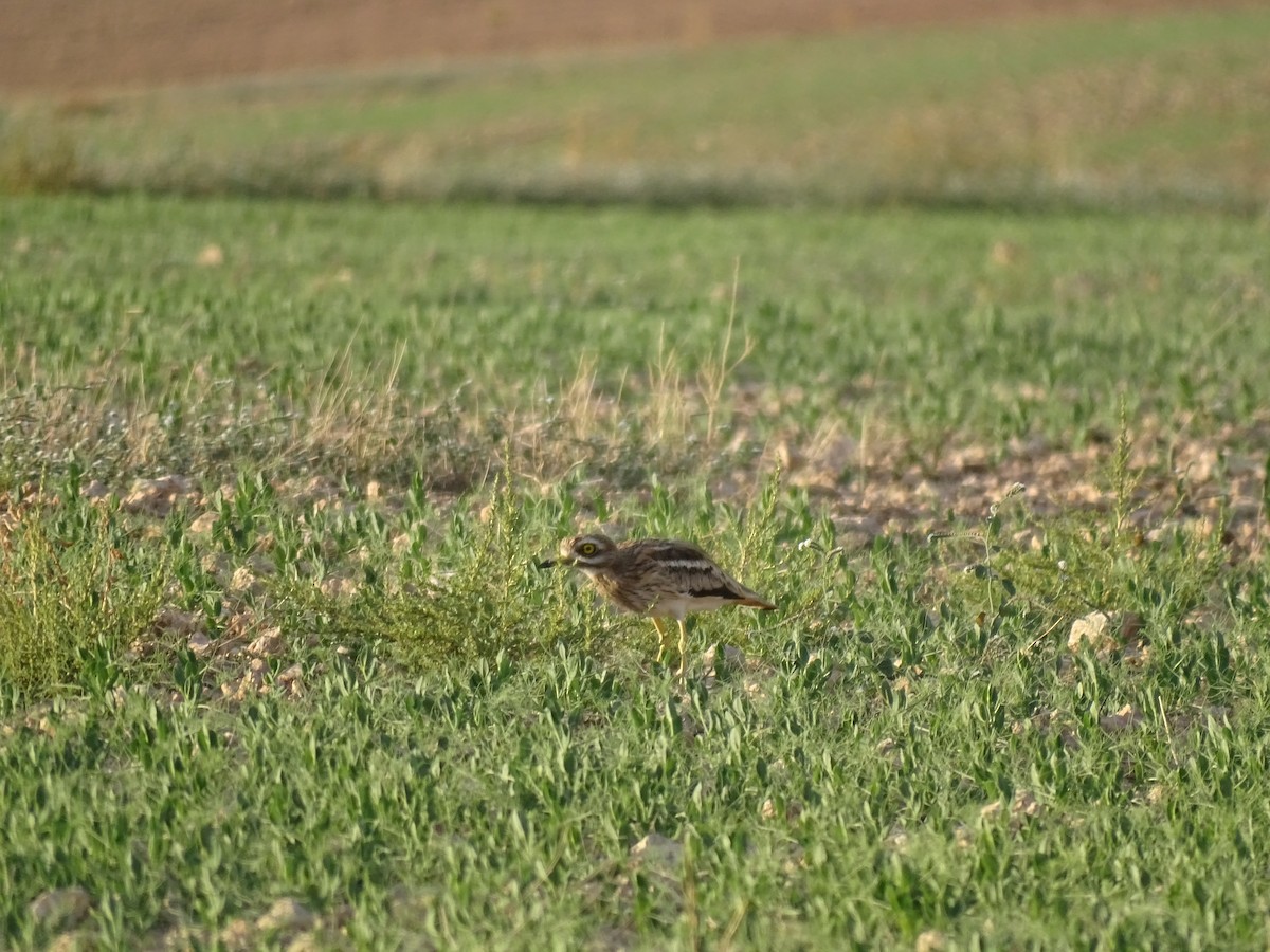 Эгэл шарандан - ML609510220