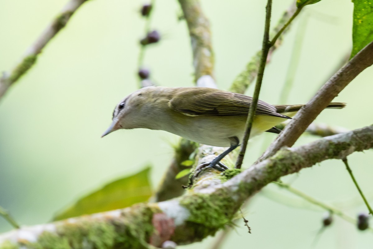 brunøyevireo - ML609510227