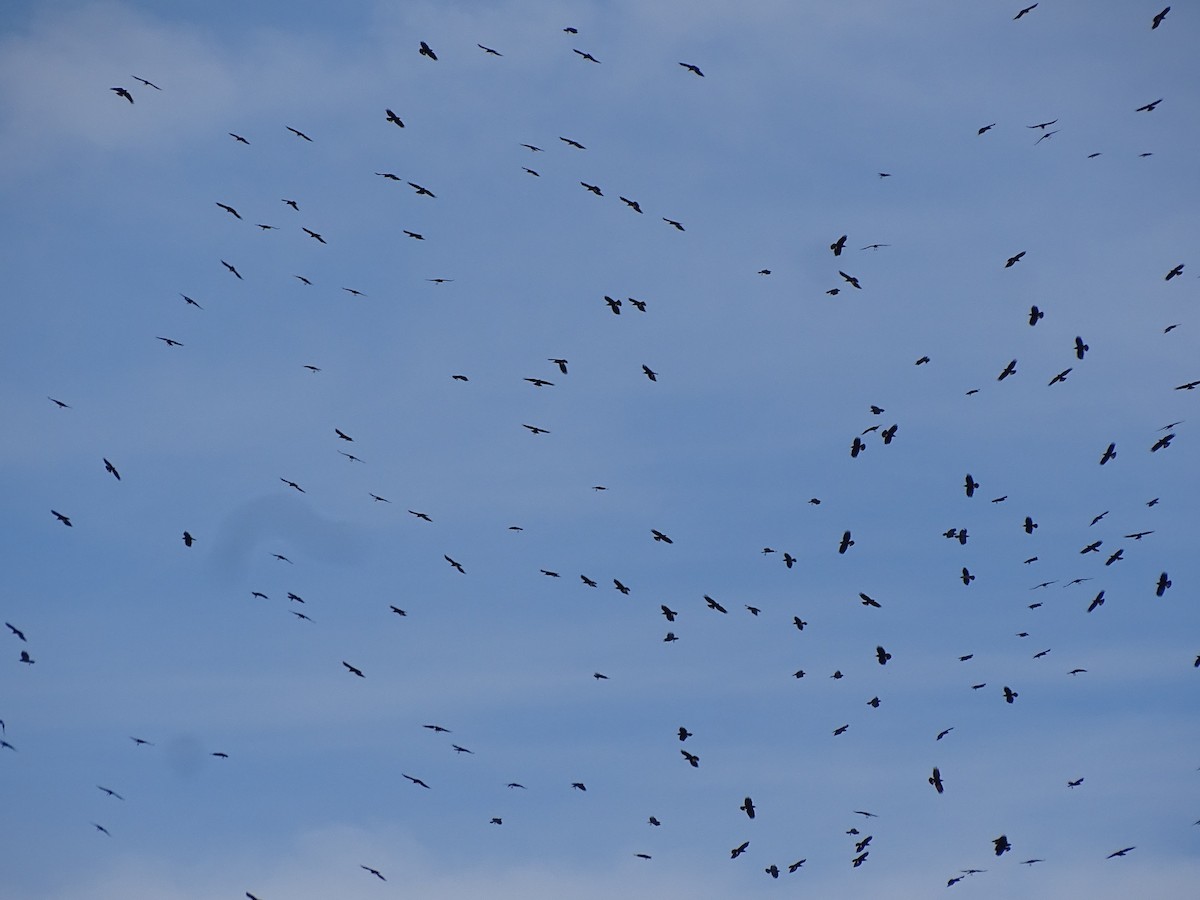 Улаан хошуут жунгаа - ML609510281