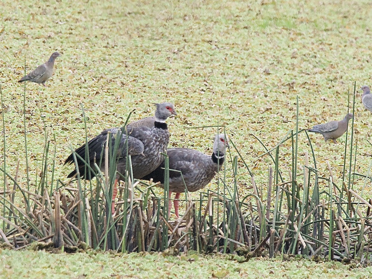 Southern Screamer - ML609510331