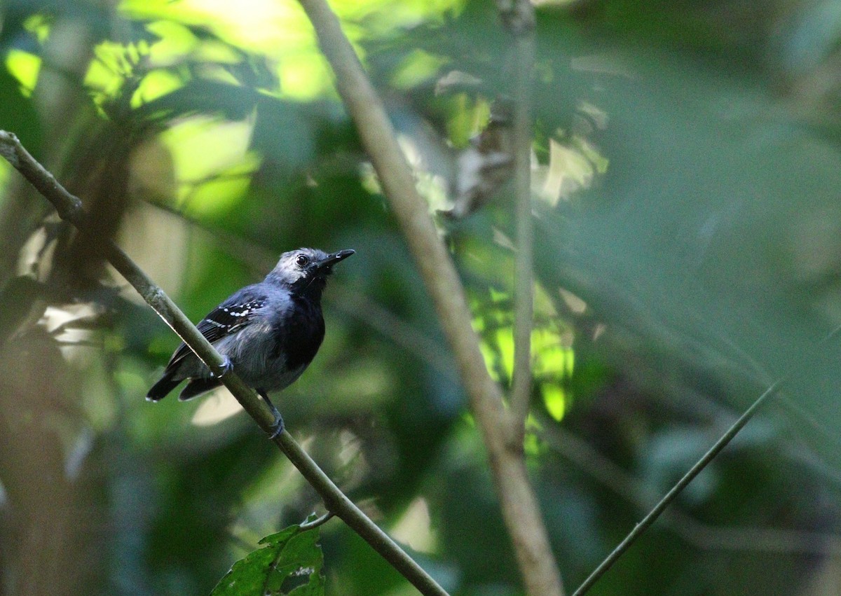 Long-winged Antwren - ML609510335