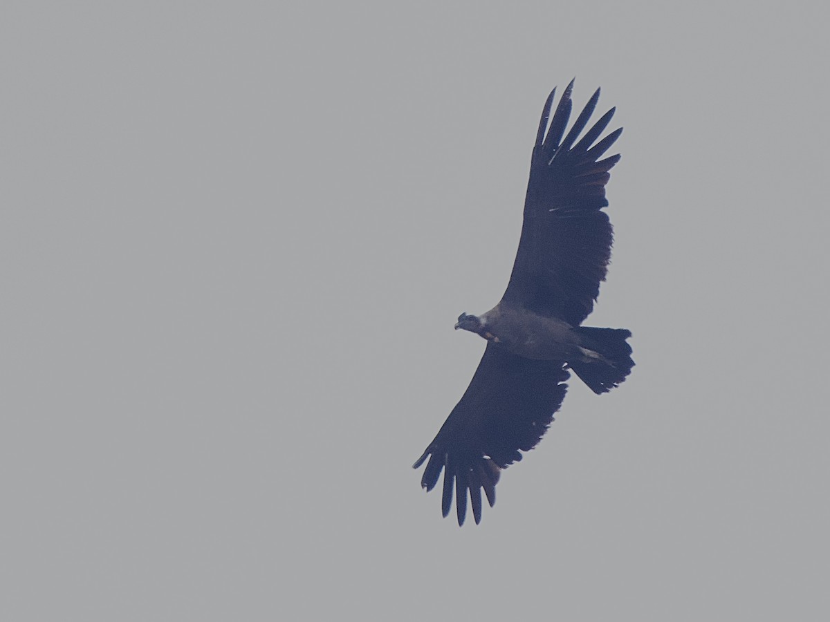 Condor des Andes - ML609510340