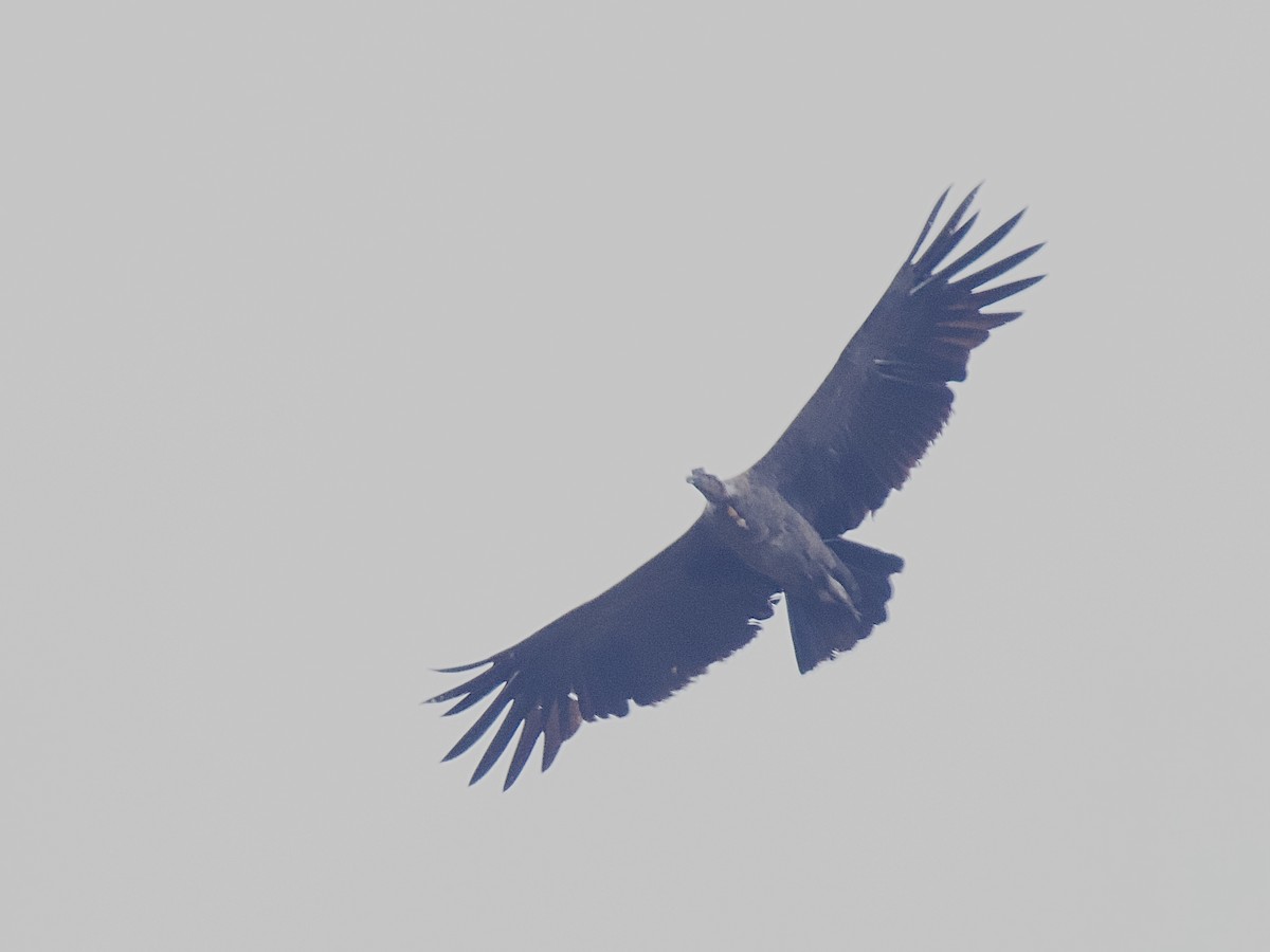 Condor des Andes - ML609510341
