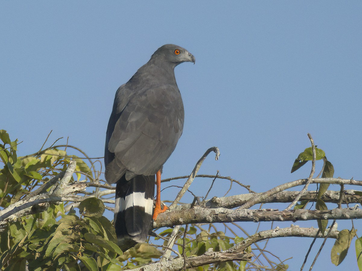 Crane Hawk - ML609510444