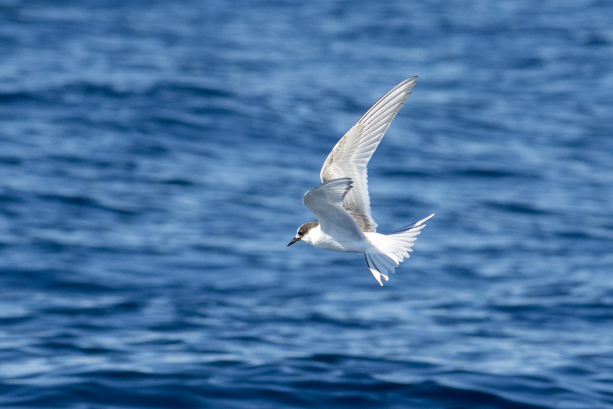 Arctic Tern - ML609510492