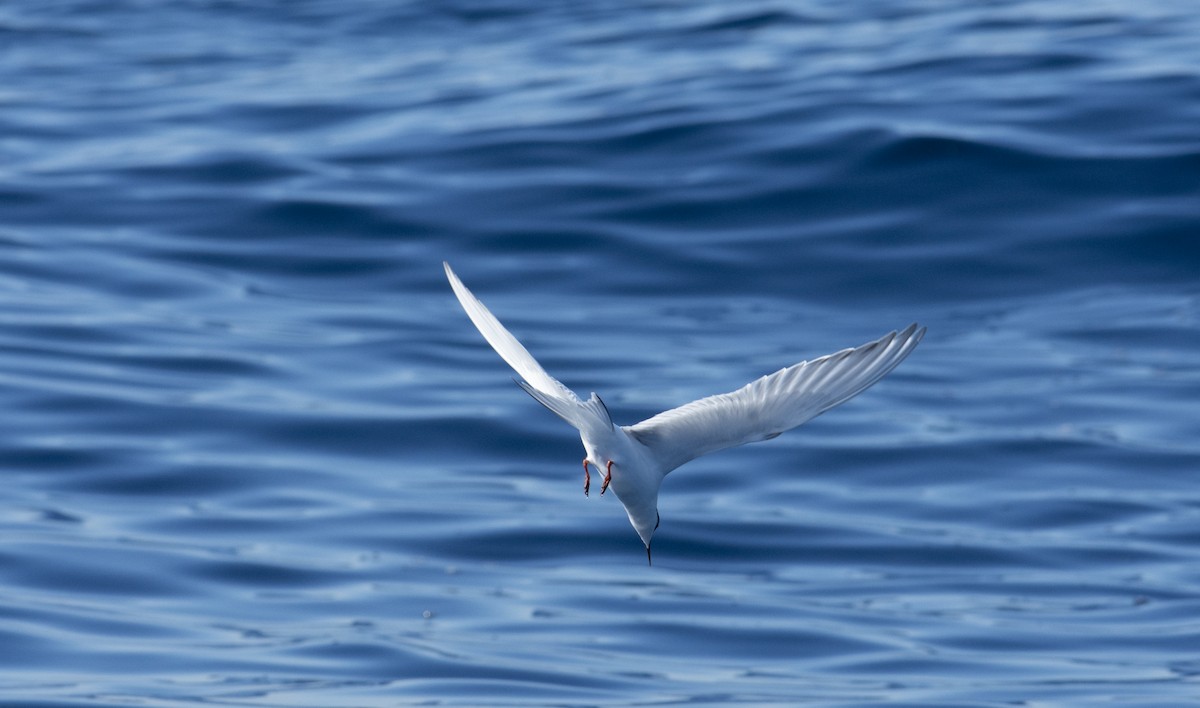 Arctic Tern - ML609510493