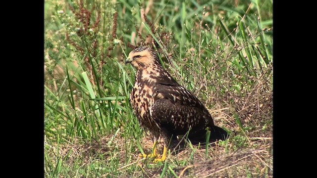 Swainson's Hawk - ML609510570