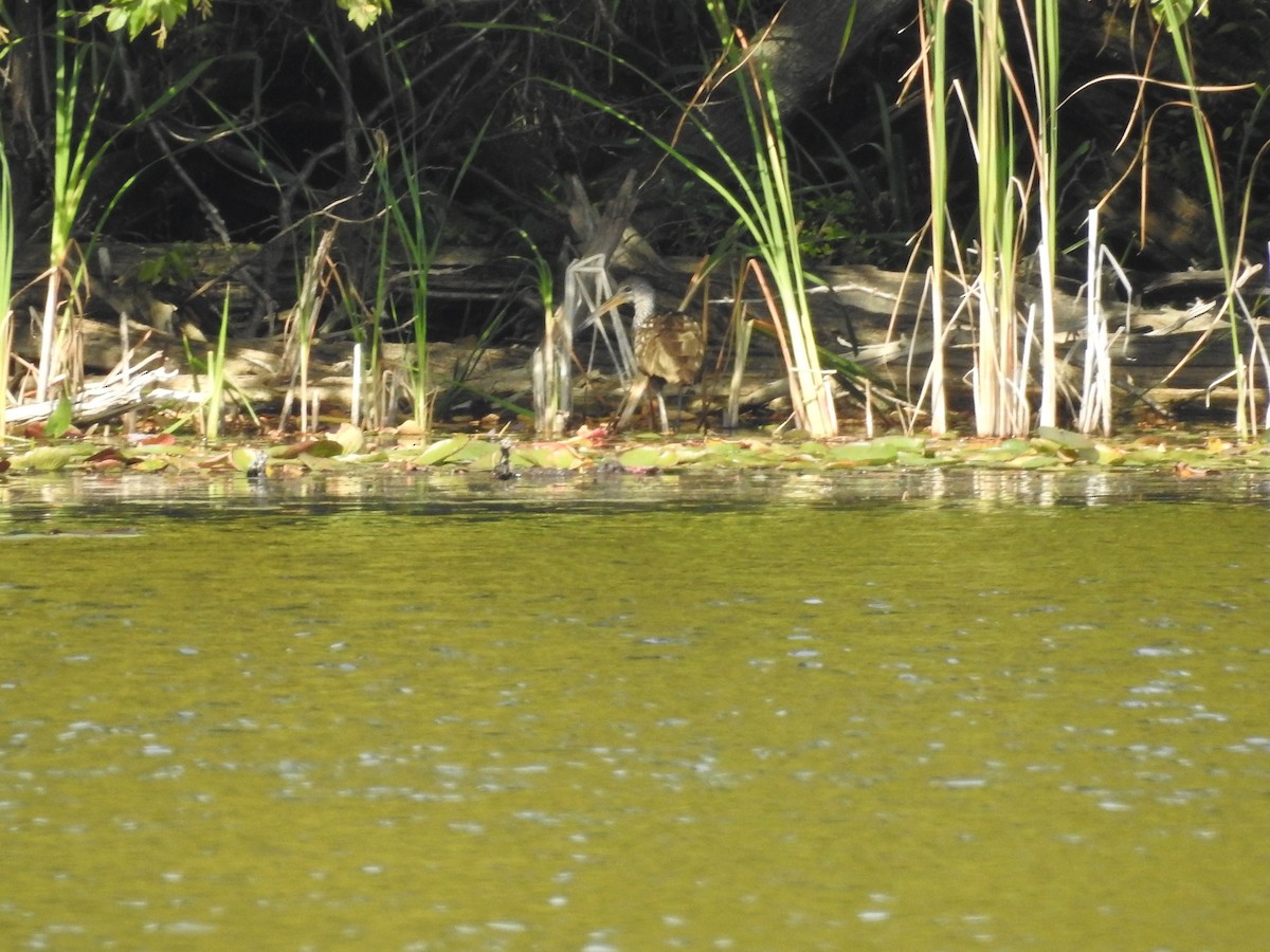 Limpkin - ML609510666