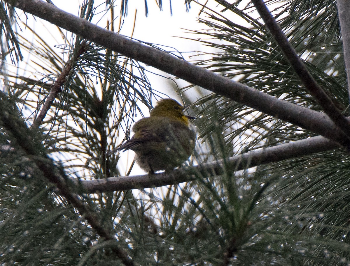 Pine Warbler - ML60951071