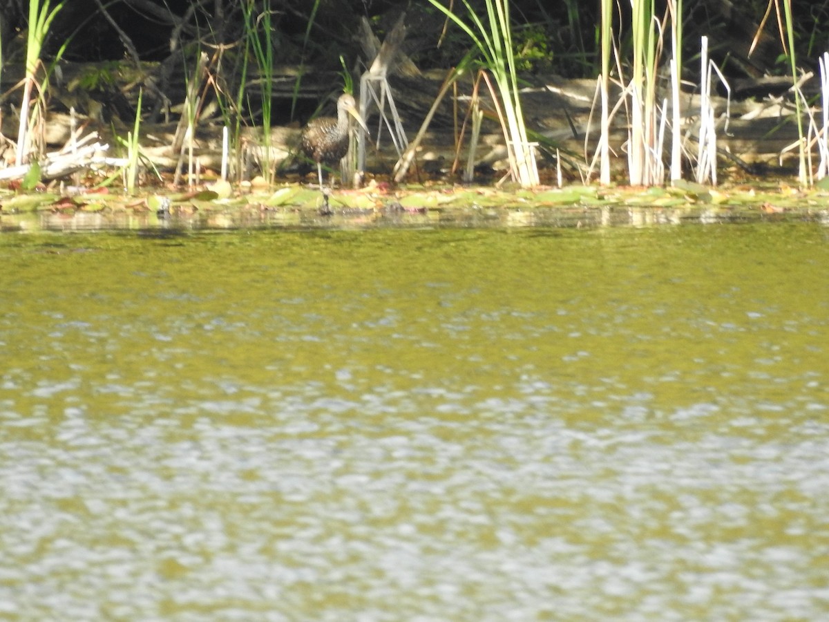 Limpkin - ML609510715