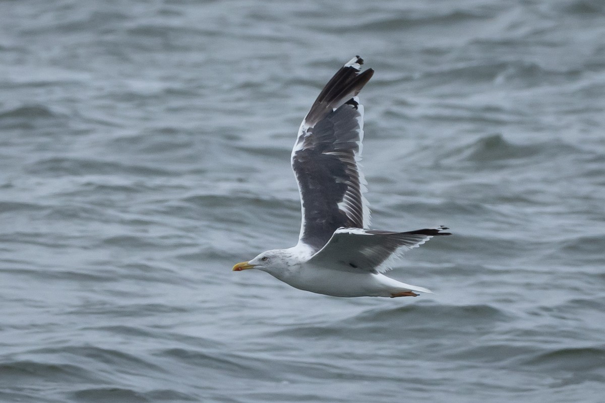 Gaviota Sombría - ML609510735