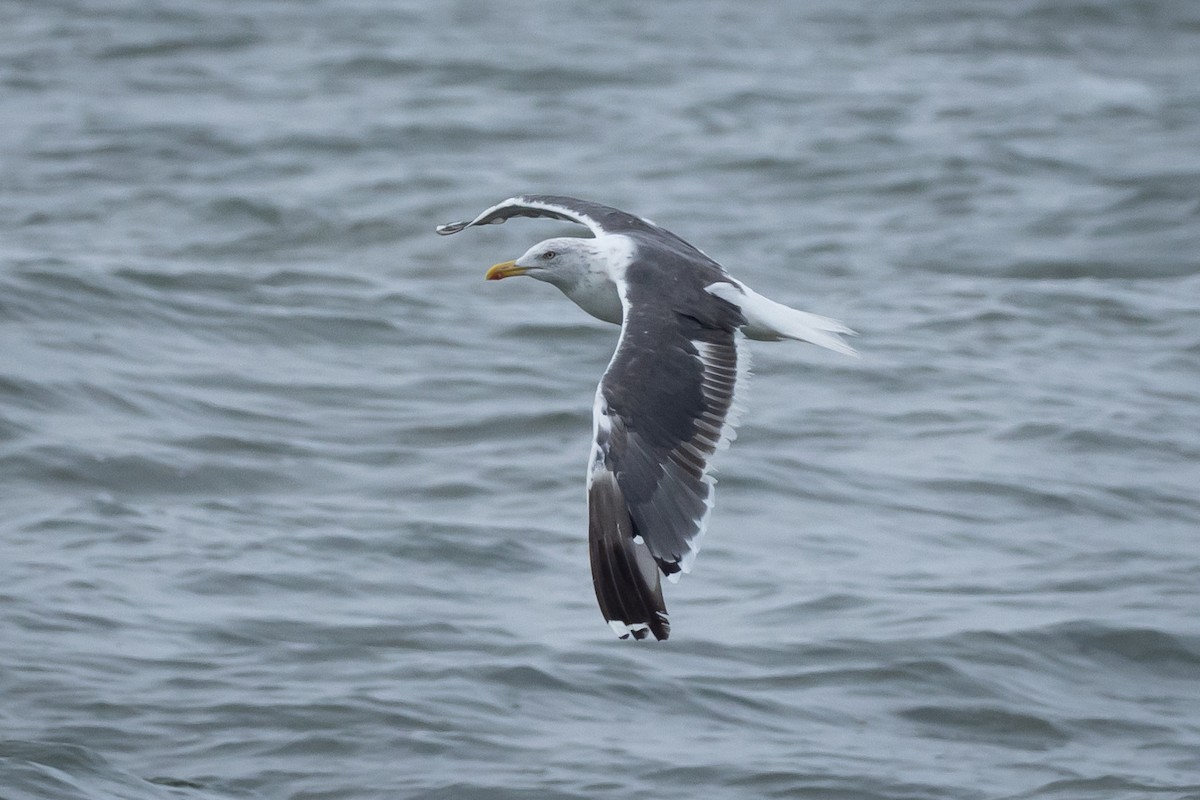 Lesser Black-backed Gull - ML609510736