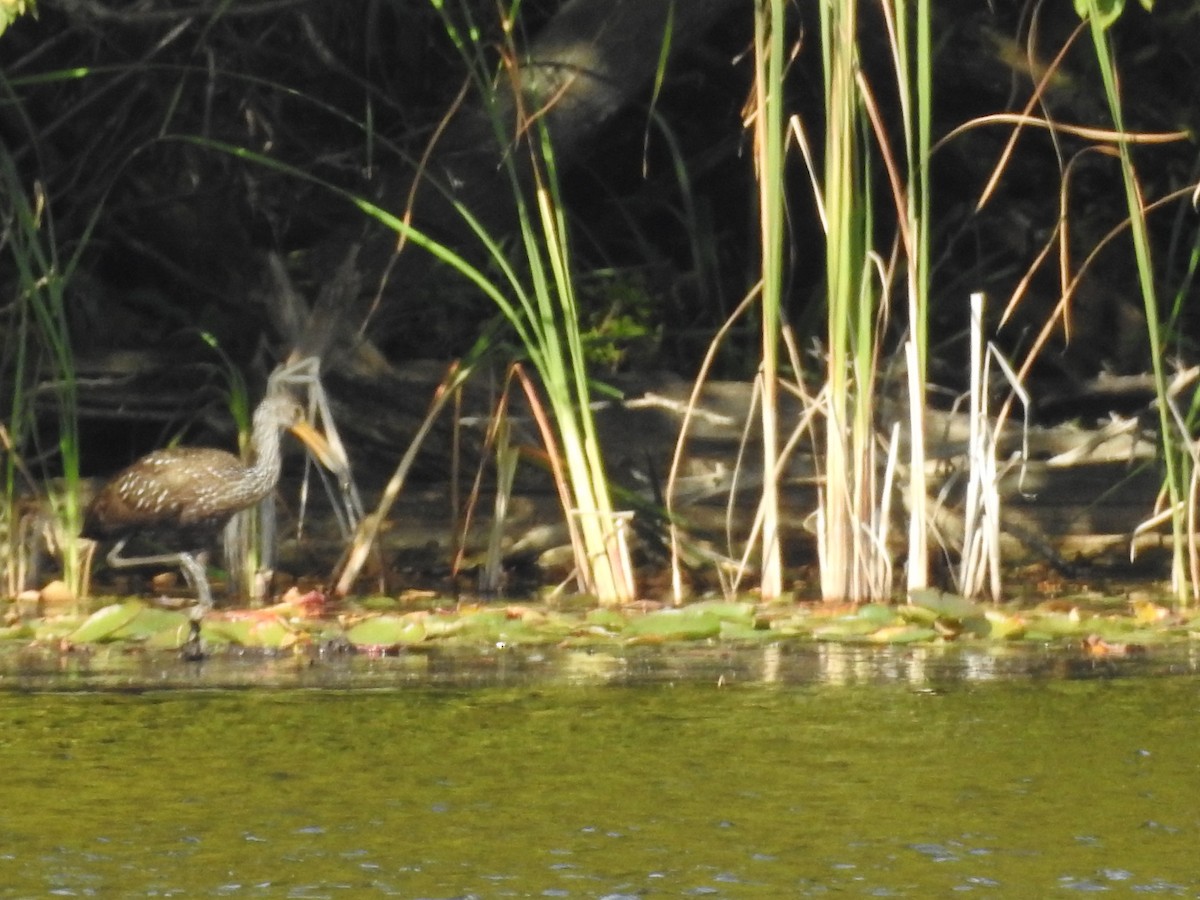 Limpkin - ML609510750