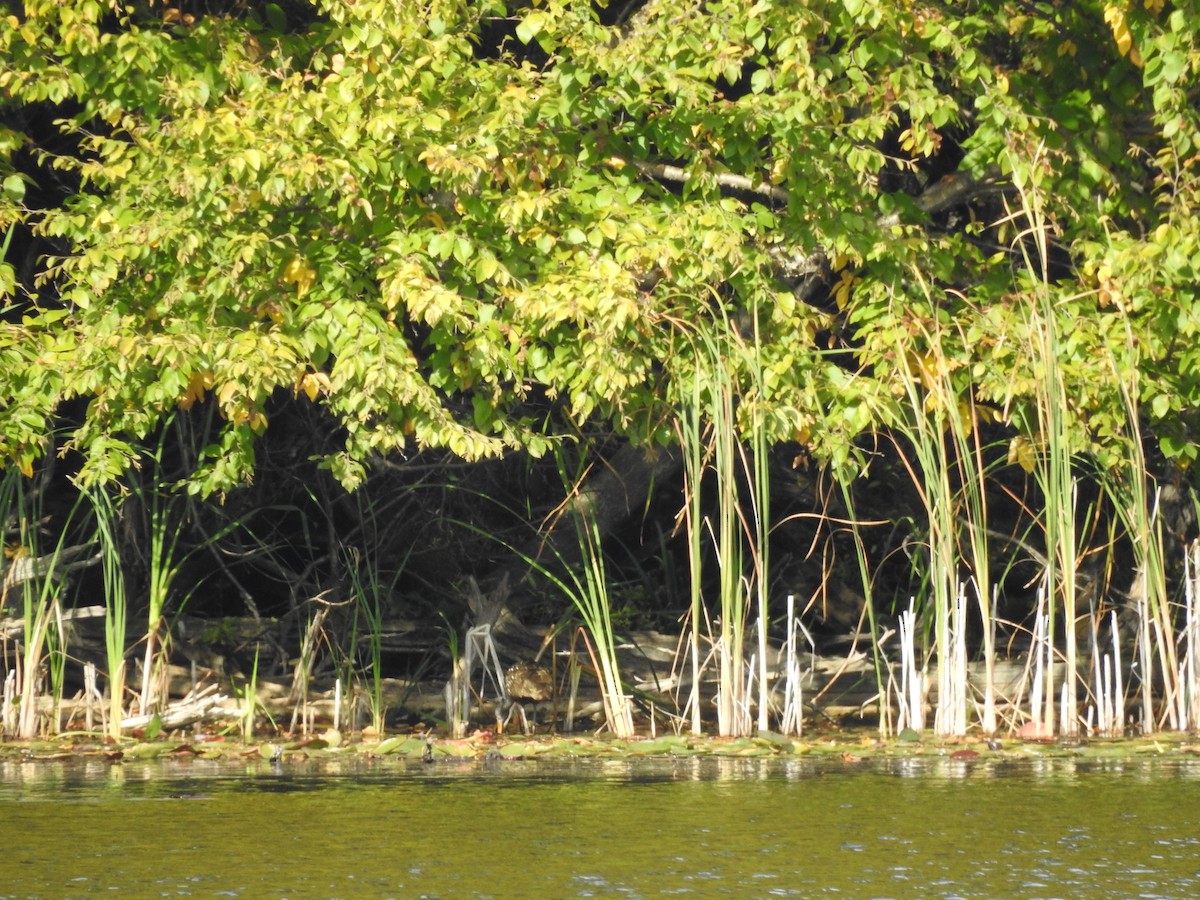 Limpkin - ML609510780