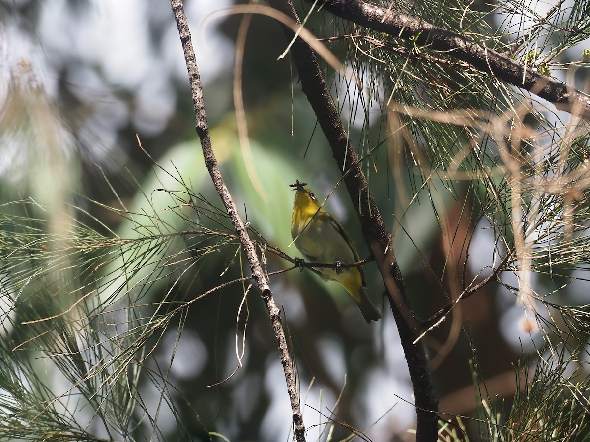 New Guinea White-eye - ML609510830