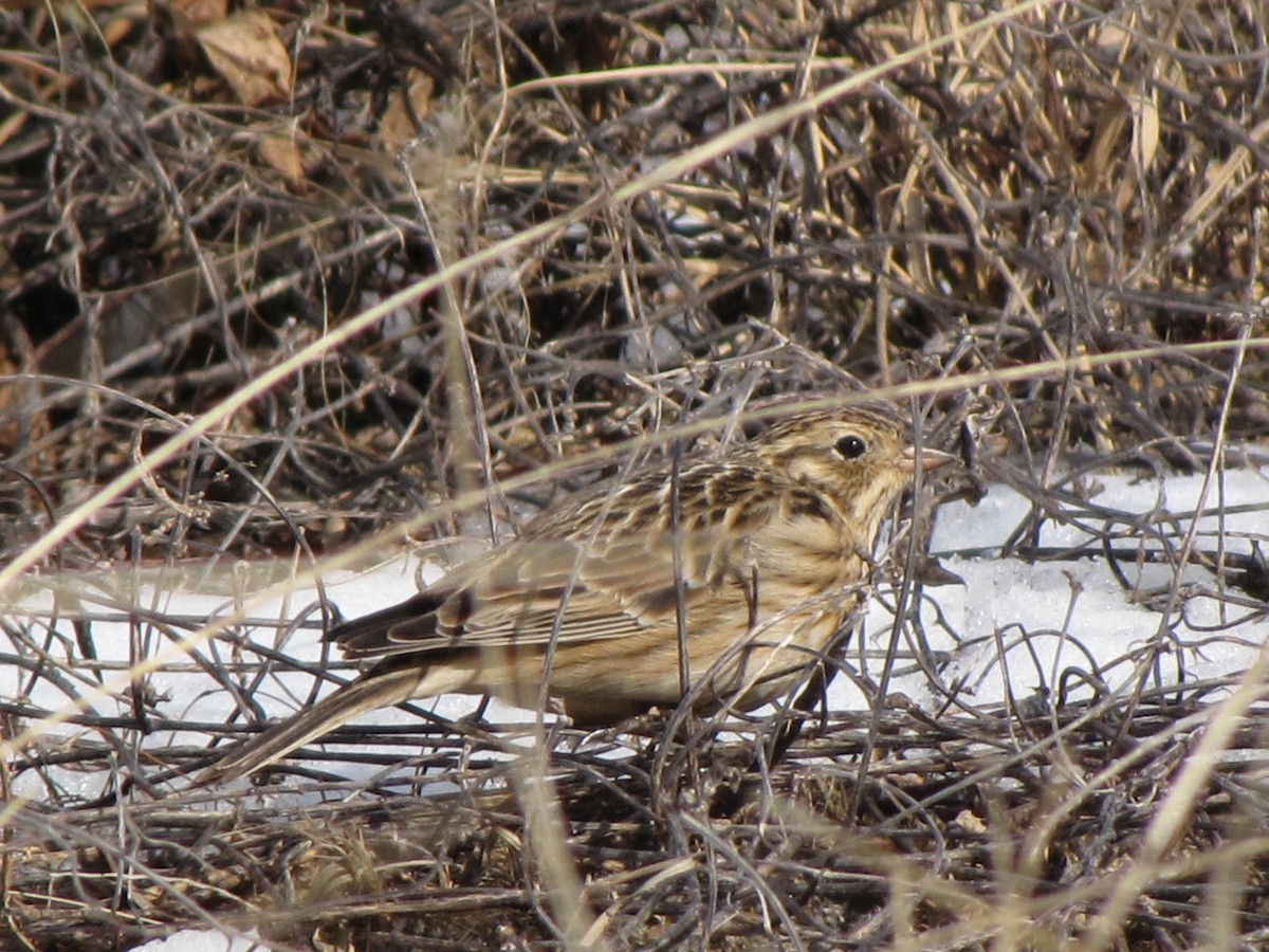 Smith's Longspur - ML609510842