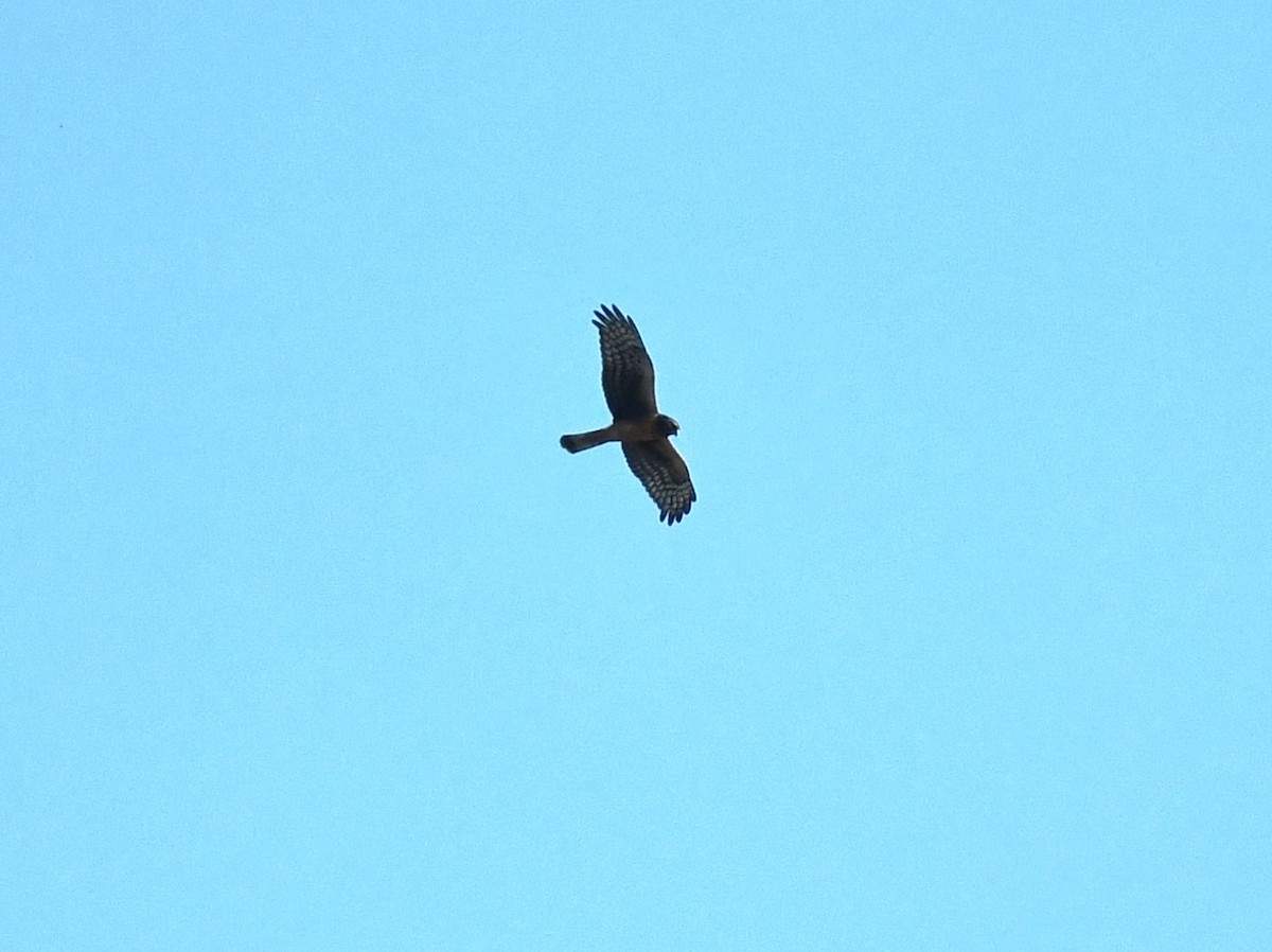 Northern Harrier - ML609510954