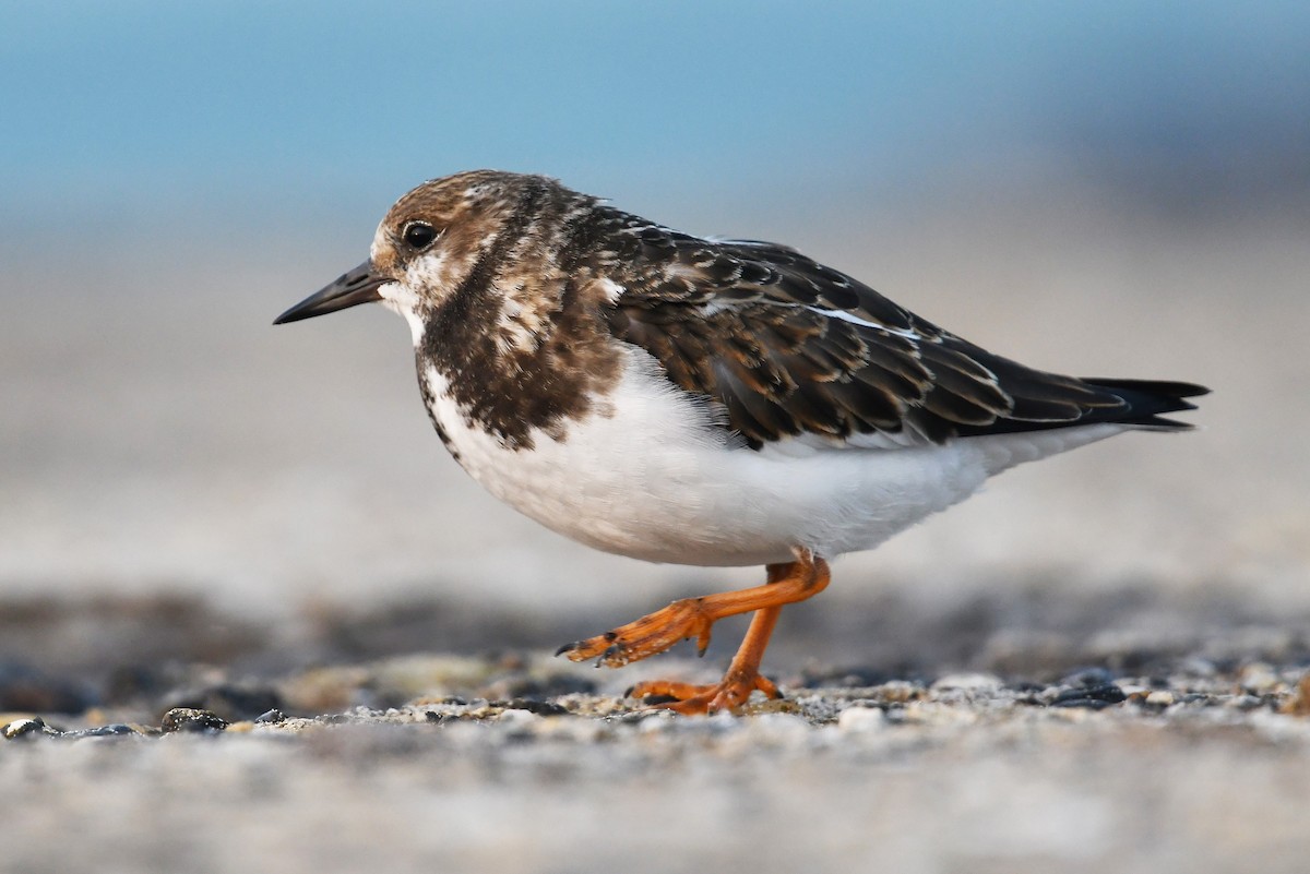 Ruddy Turnstone - Andreas Deissner