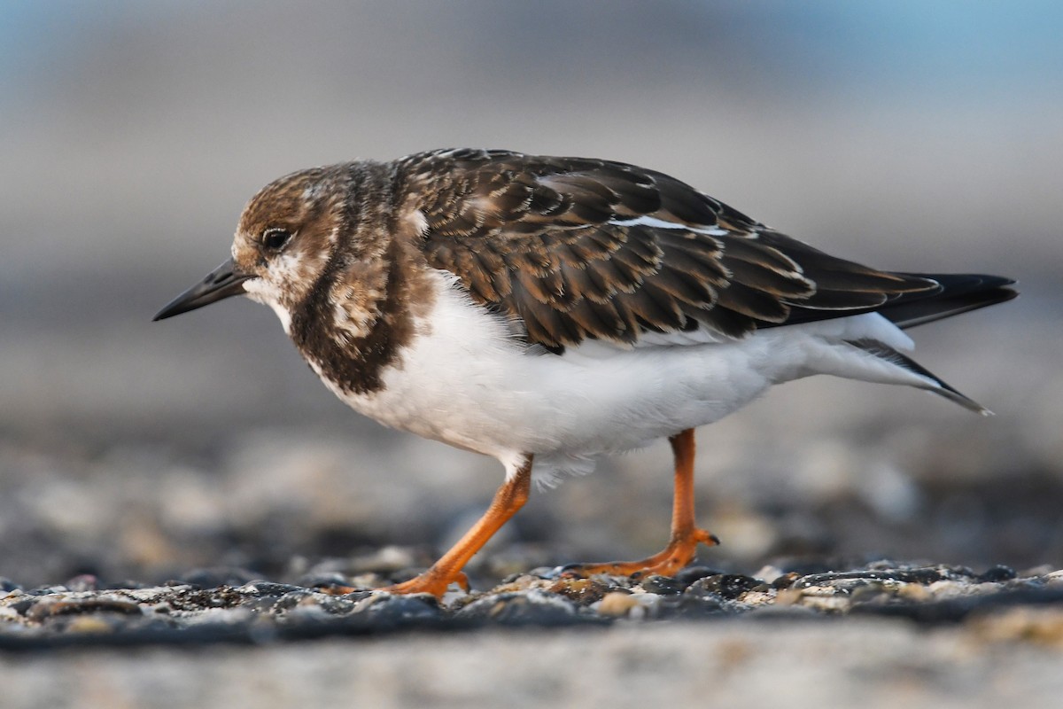 Ruddy Turnstone - ML609511028