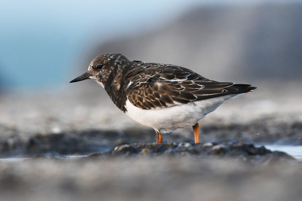 Ruddy Turnstone - ML609511030