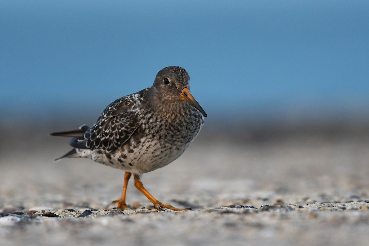 Purple Sandpiper - Andreas Deissner