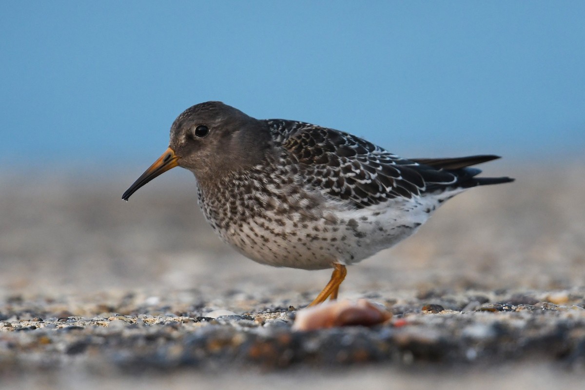 Purple Sandpiper - ML609511040