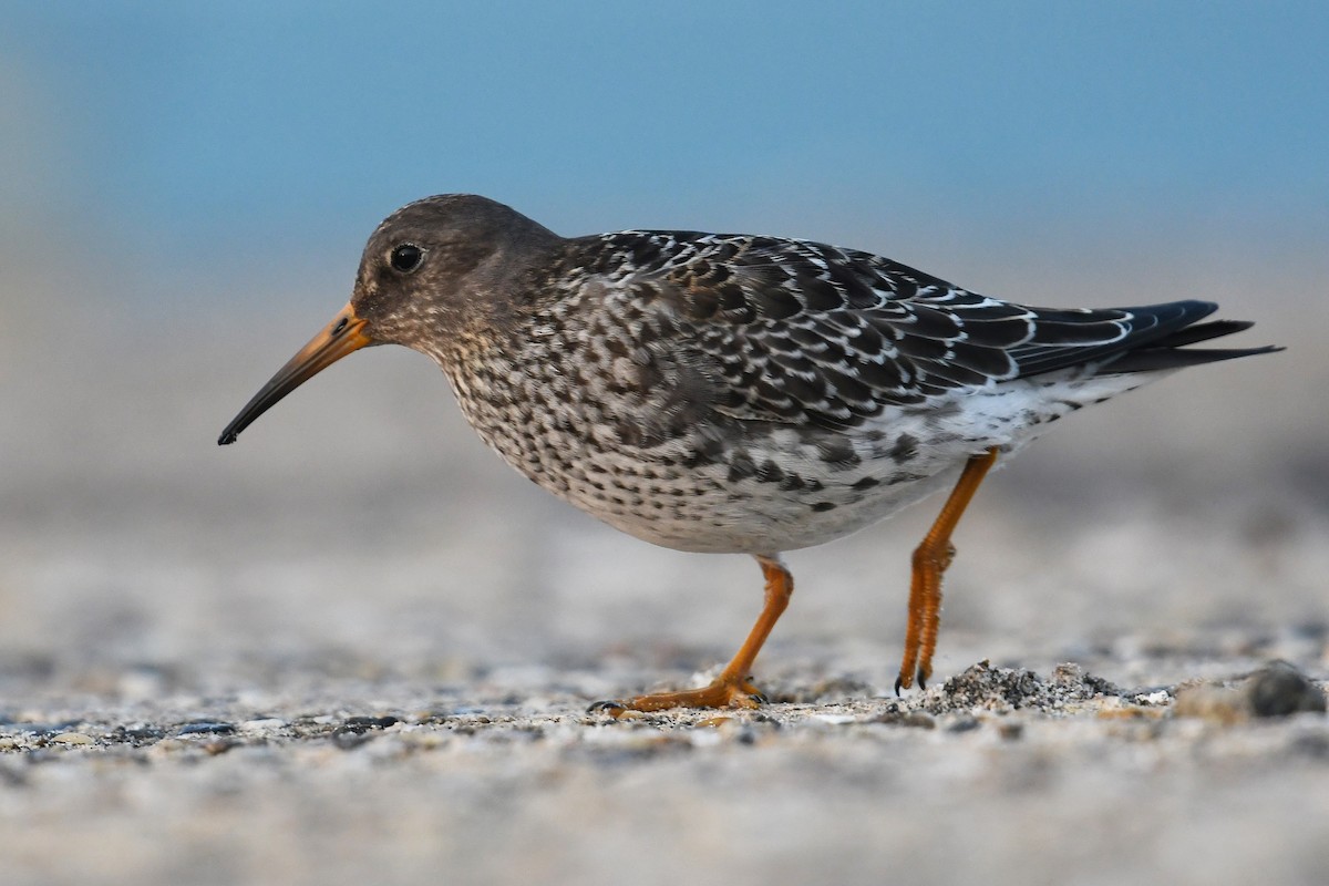 Purple Sandpiper - Andreas Deissner