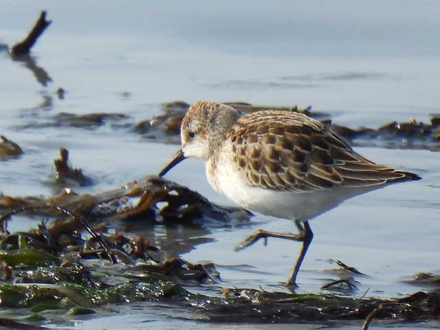 Semipalmated Sandpiper - ML609511145