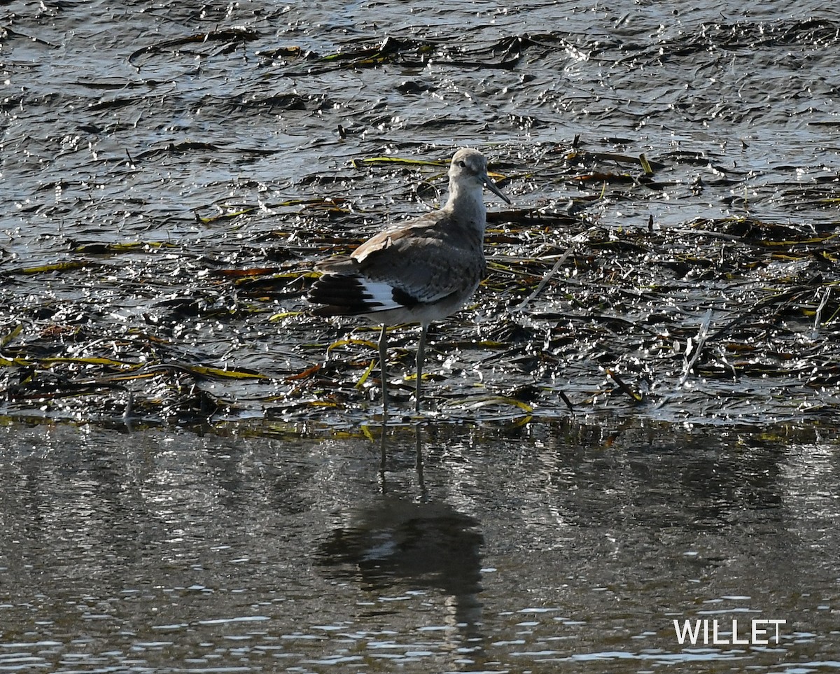 Willet - Wayne Diakow