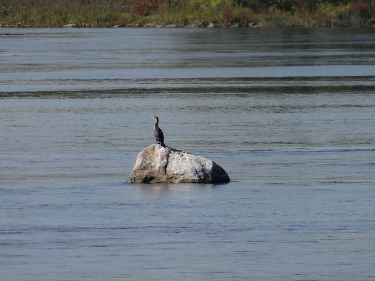 Double-crested Cormorant - ML609511214