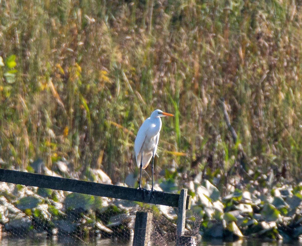 Great Egret - Bob Schmidt