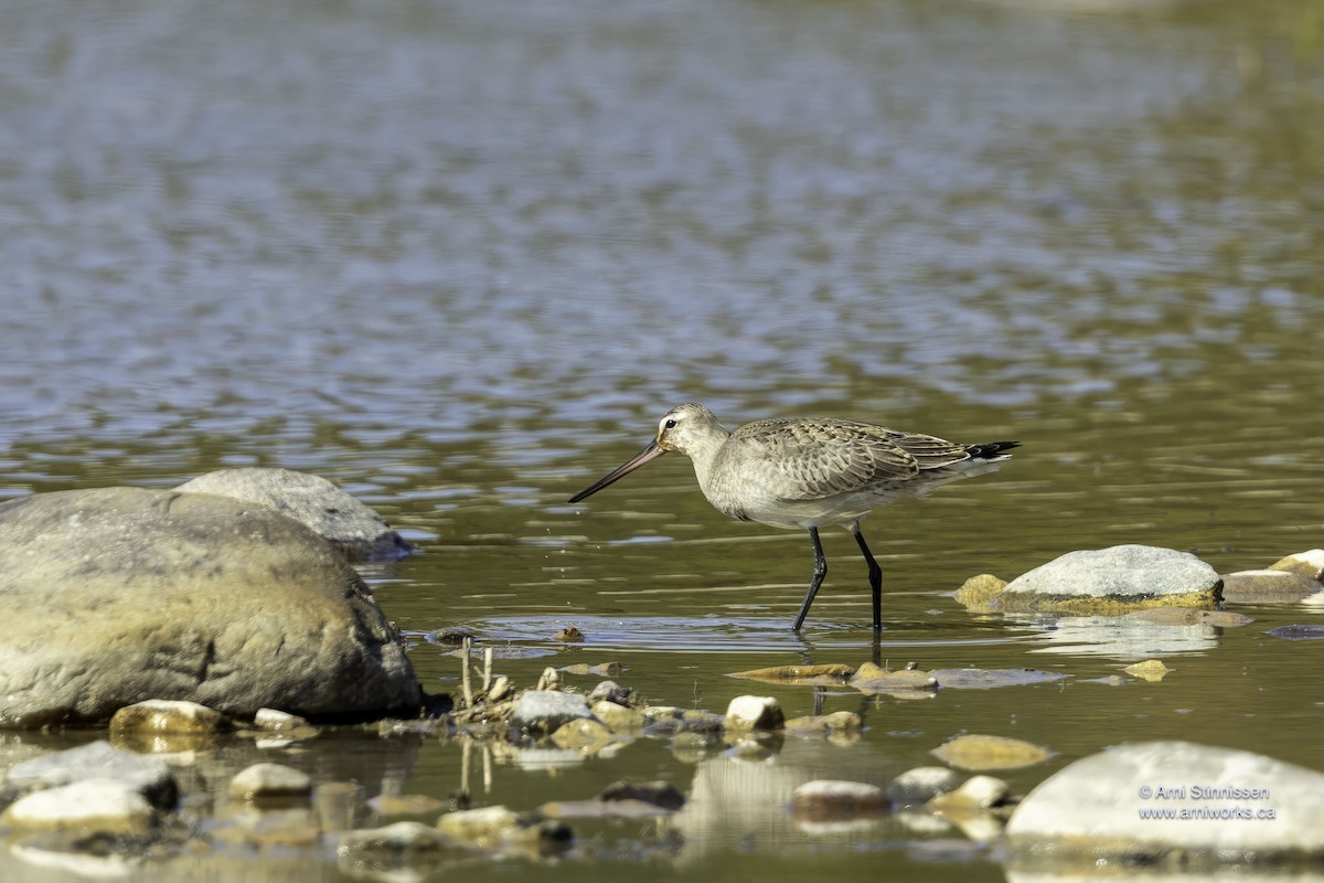 Hudsonian Godwit - ML609511334