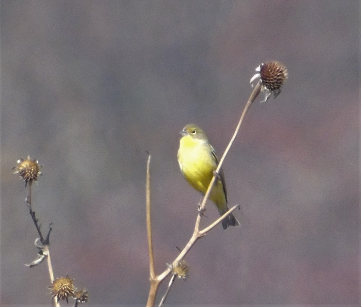 Grassland Yellow-Finch - ML609511391
