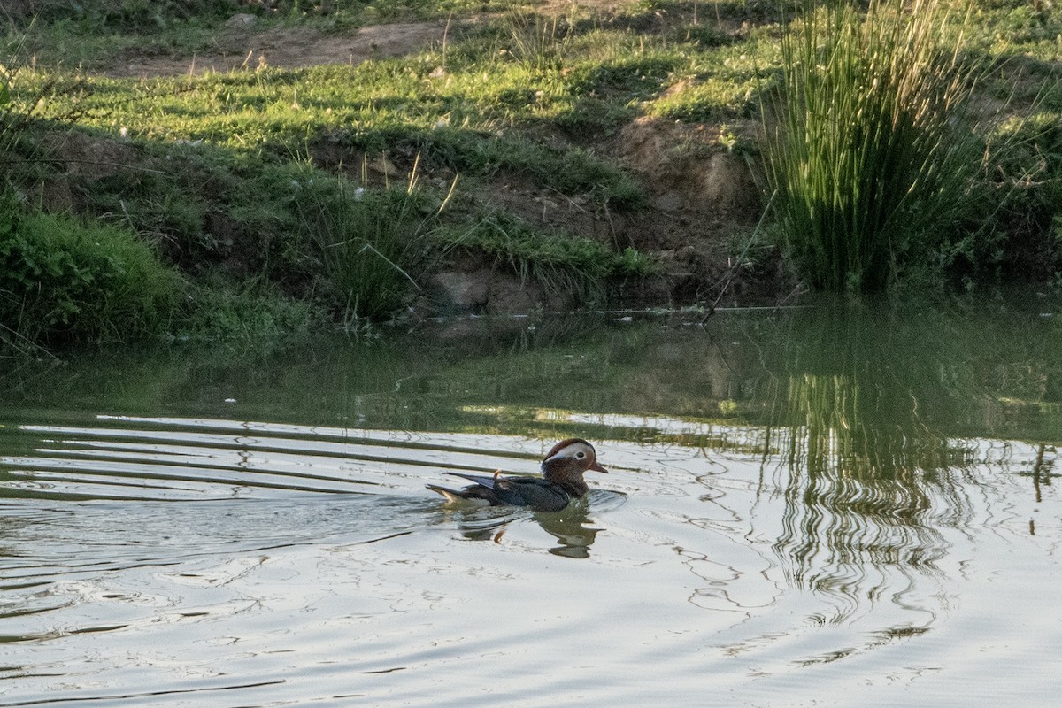 Mandarin Duck - ML609511404